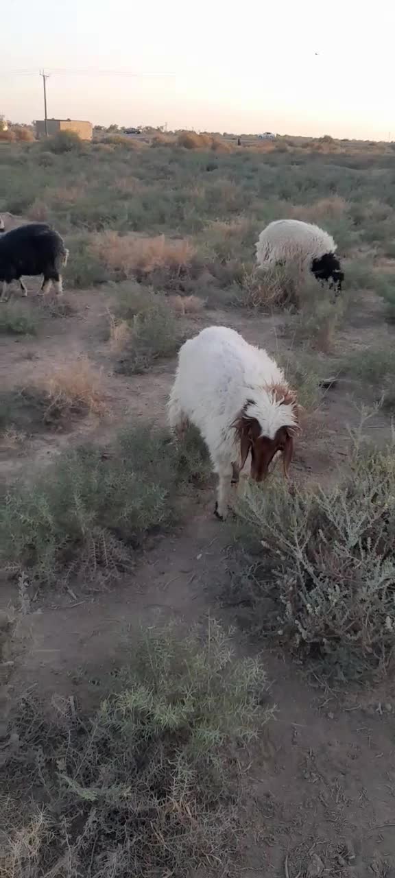 جاده اهواز خرمشهر روستای رامزیه|حیوانات مزرعه|اهواز, اسماعیلیه|دیوار