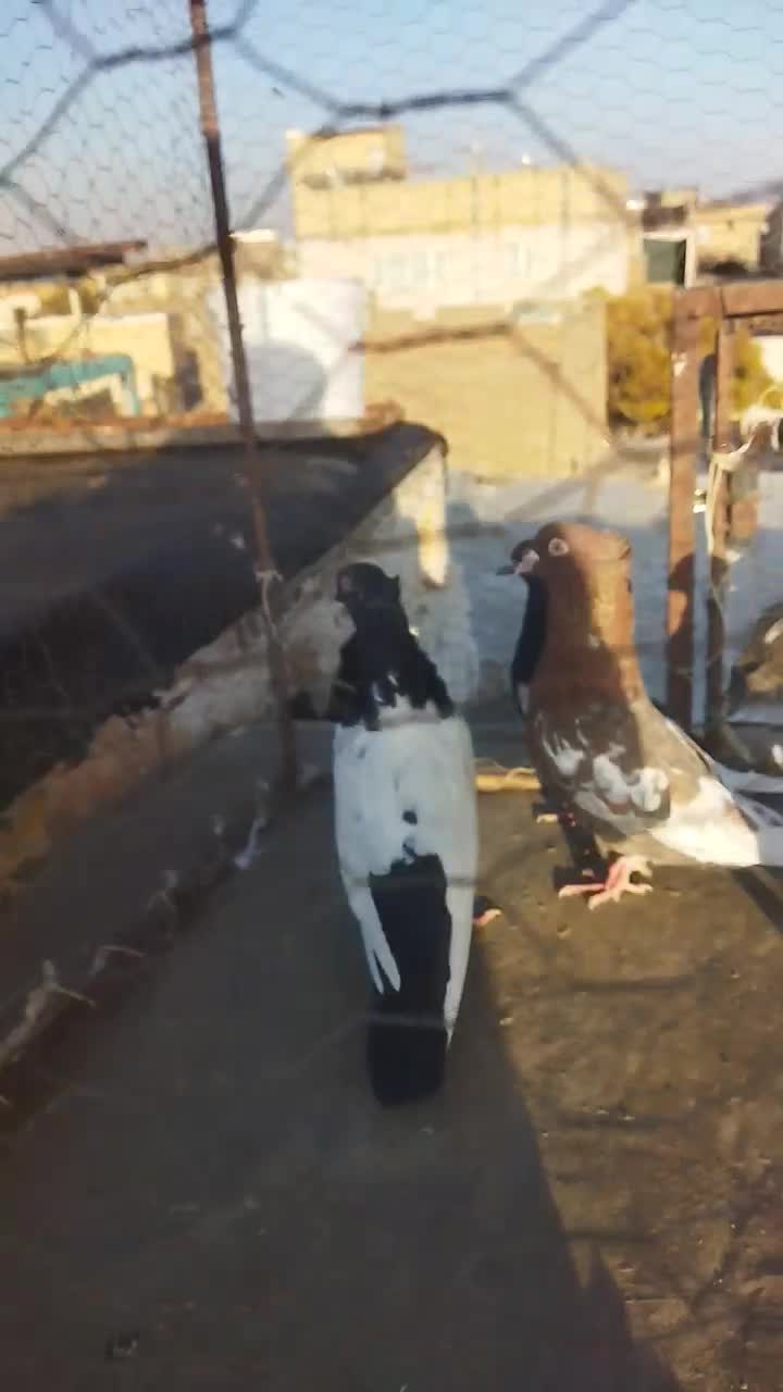 دو جف سینه سیا اصیل|پرنده|تربت جام, مطهری|دیوار