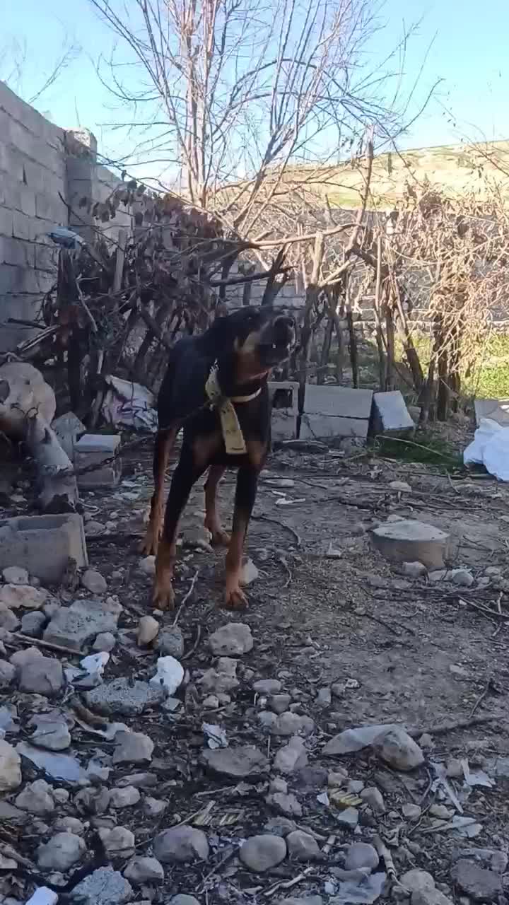 واگذاری دوبرمن|سگ|خرم‌آباد, |دیوار