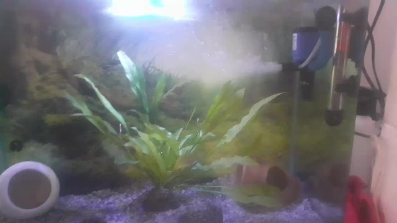 اکواریوم و وسایل|ماهی|تویسرکان, |دیوار