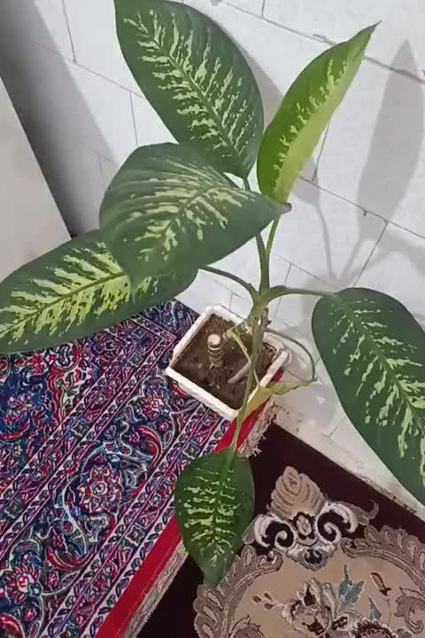 گل دیفن|گل و گیاه طبیعی|ایلام, |دیوار