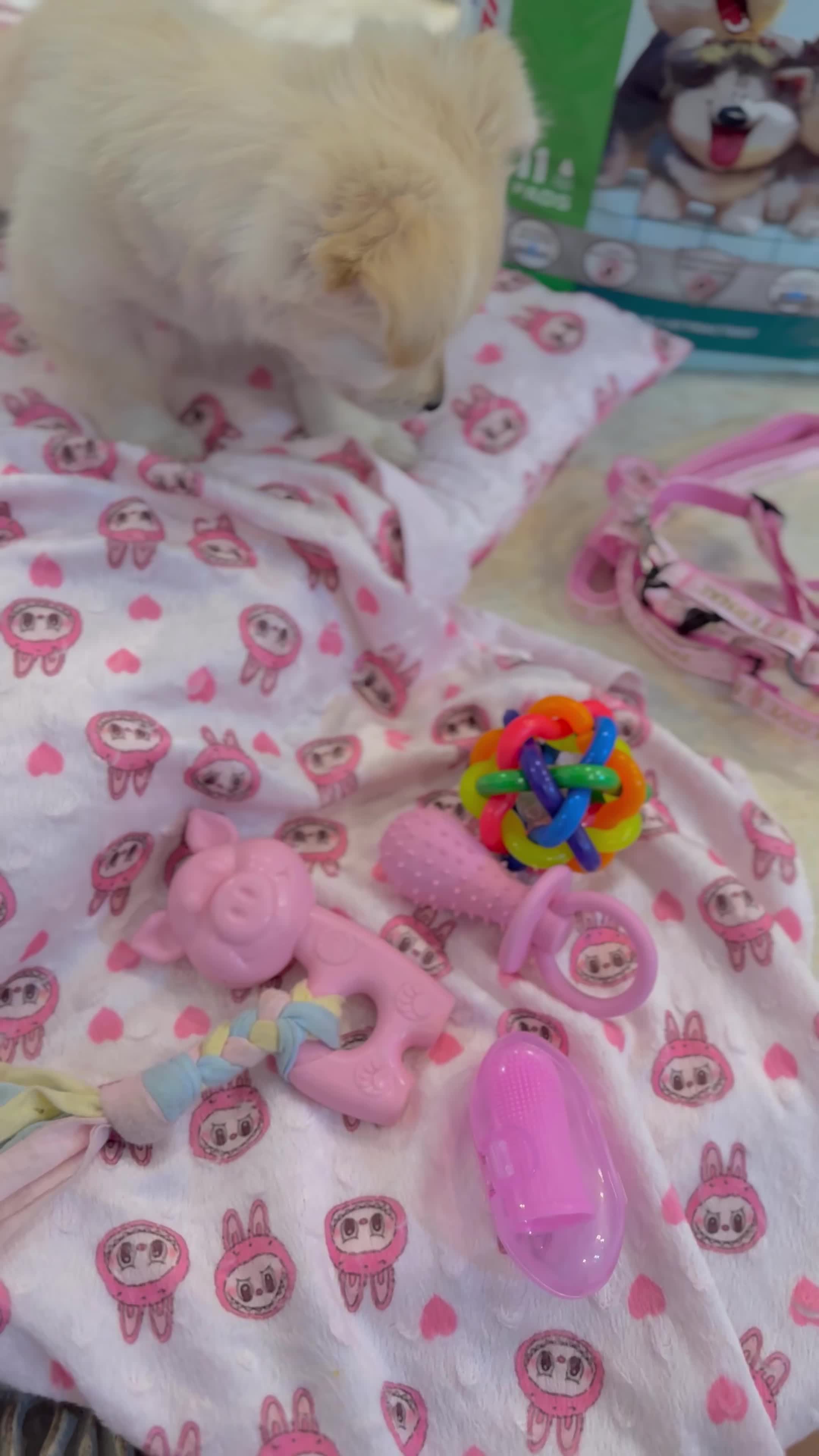 واگذاری سگ پامر اشپیتز فقط به غرب تهران|سگ|ری, علایین|دیوار