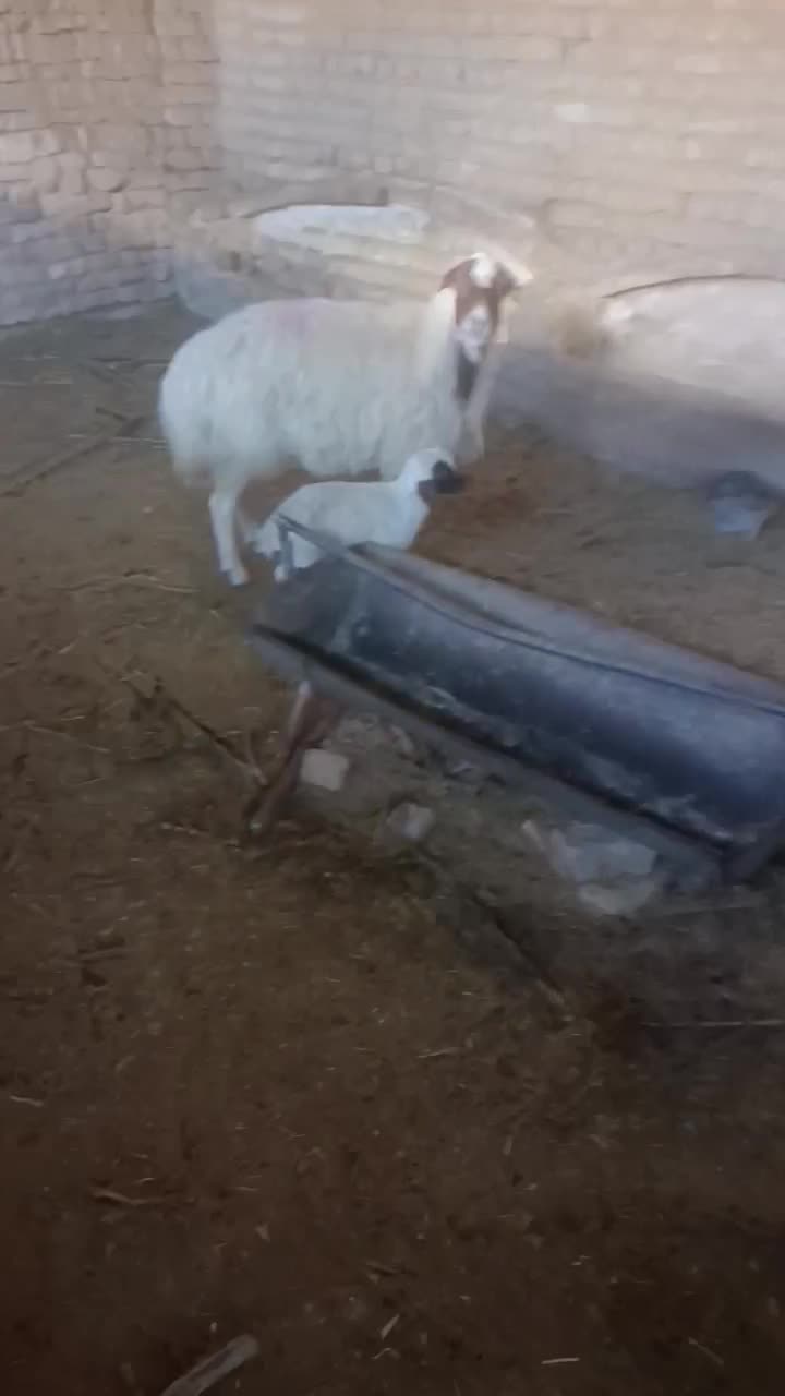 میش بره درجه یک جوان جنس|حیوانات مزرعه|کاشان, مشکات|دیوار