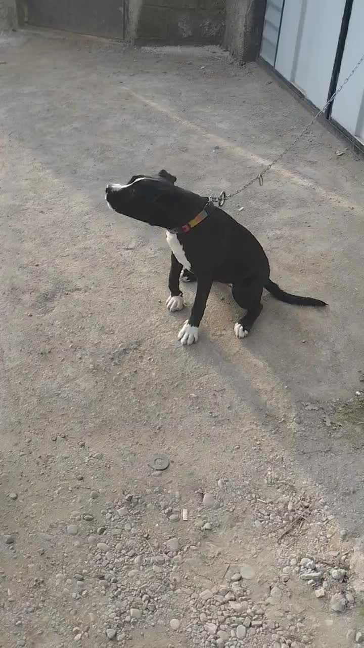 واگذاری طوله ماده امریکن پیتبول|سگ|بندر انزلی, گلشن|دیوار