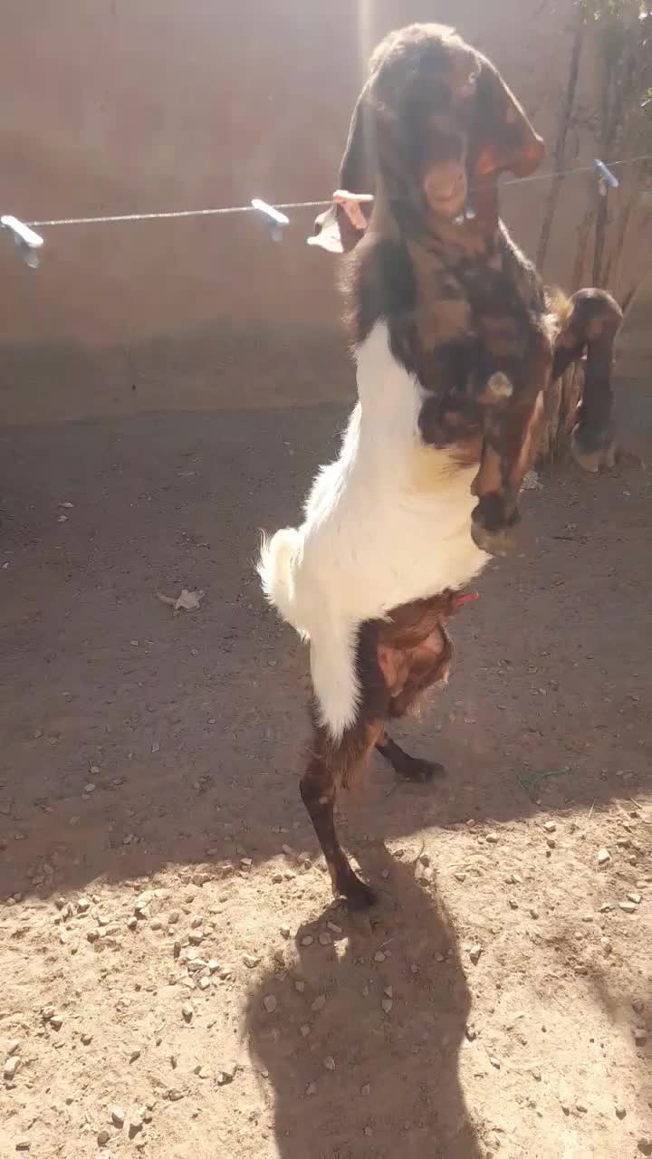 بز و تکه پاکستانی|حیوانات مزرعه|بیرجند, |دیوار