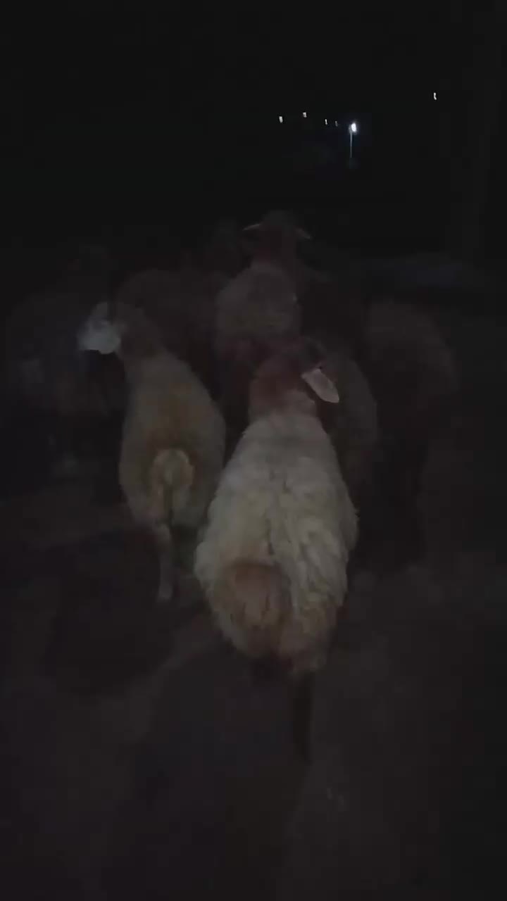 بره نر ۱۰ عدد هست کیلوی ۳۶۵تومان|حیوانات مزرعه|آبش احمد, |دیوار