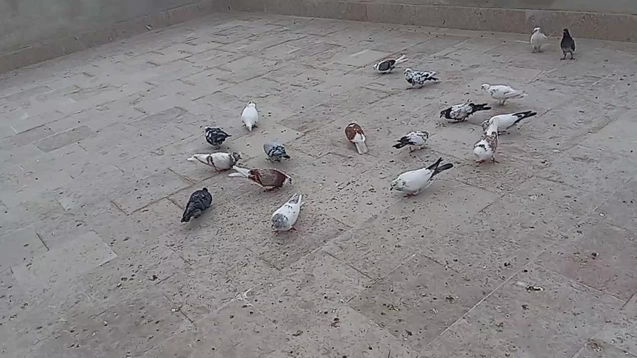 کبوتر|پرنده|گرگان, |دیوار