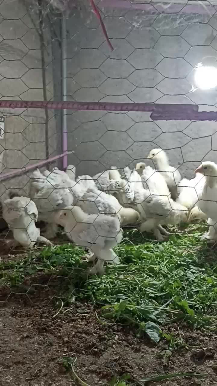 جوجه و تخم مرغ برهما|حیوانات مزرعه|دلند, |دیوار