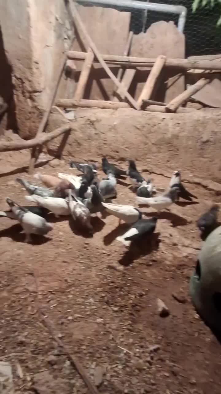 سرور قره مخمل|پرنده|شیراز, قصرالدشت|دیوار