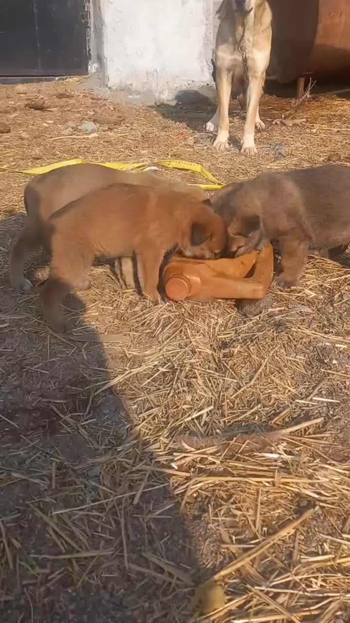 سگ توله|سگ|اهر, |دیوار