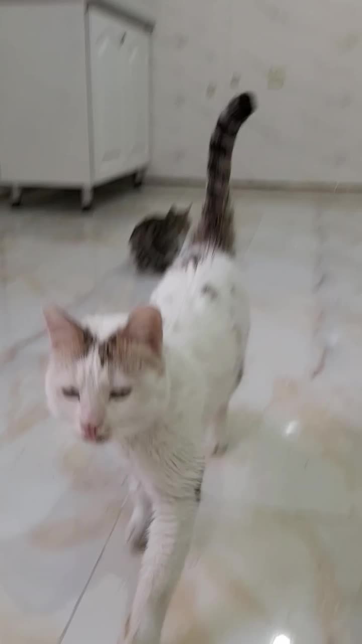 گربه dsh|گربه|ورامین, ورامین|دیوار