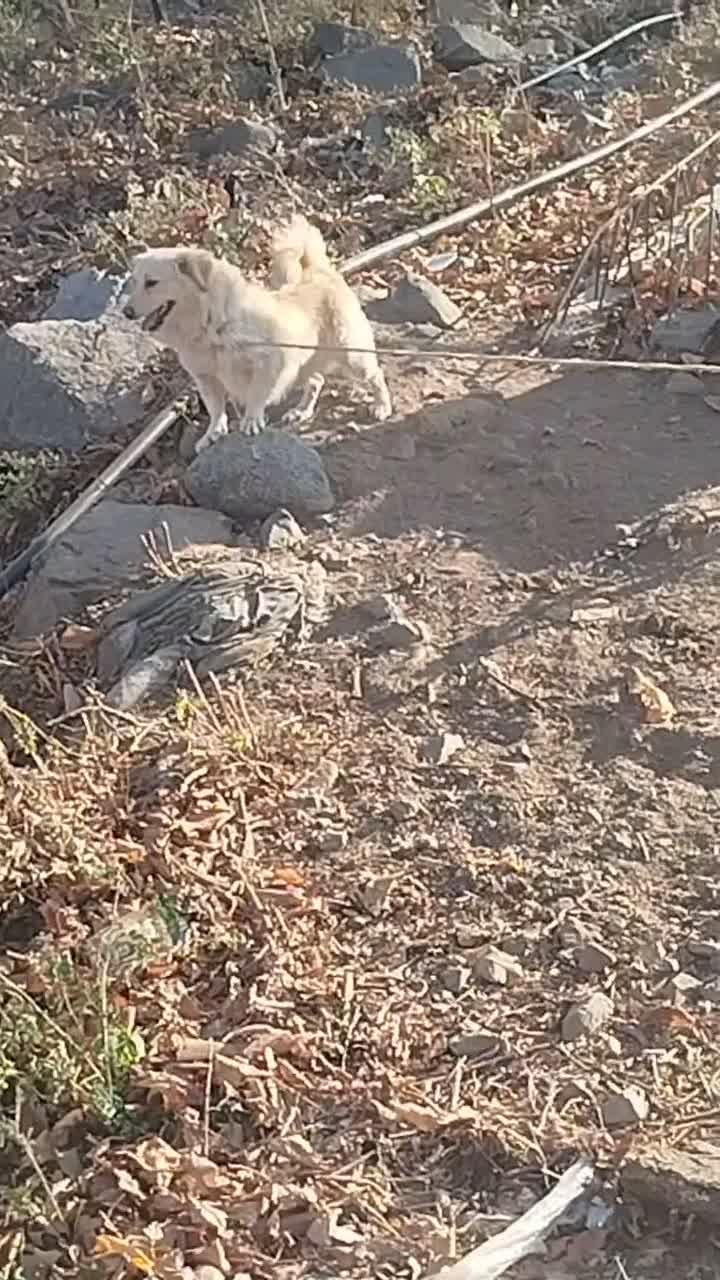 واگذاری سگ فیندو|سگ|سراب, |دیوار