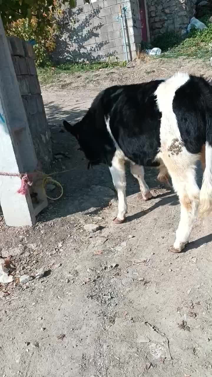 گوساله نر|حیوانات مزرعه|سیلوانه, |دیوار