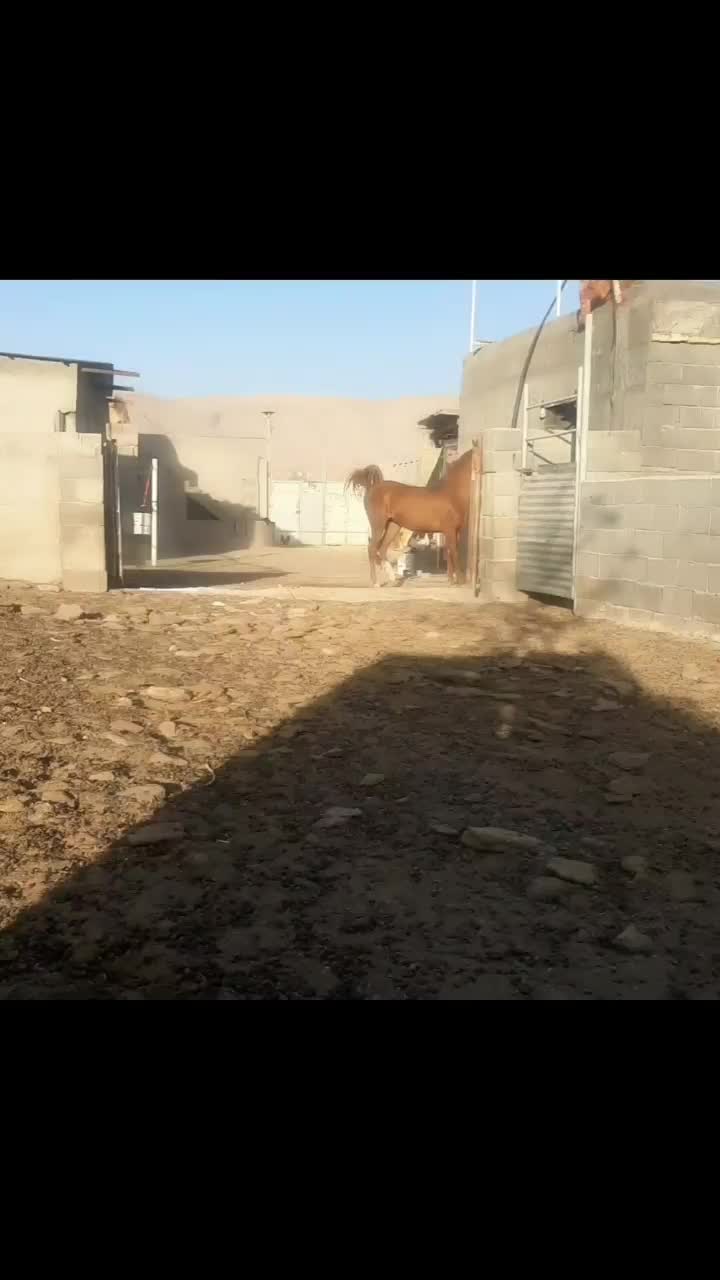 کره مادیان|اسب و تجهیزات اسبسواری|مبارکه, |دیوار