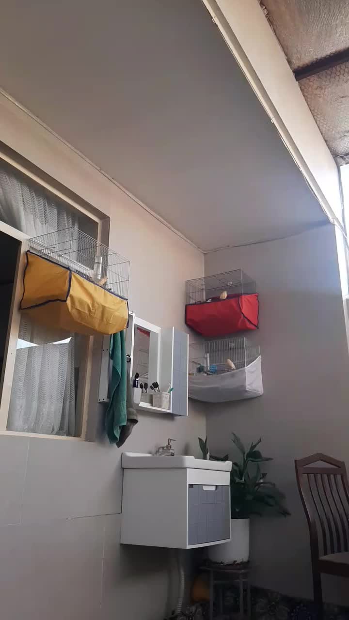 قناری جفت|پرنده|ساوه, |دیوار