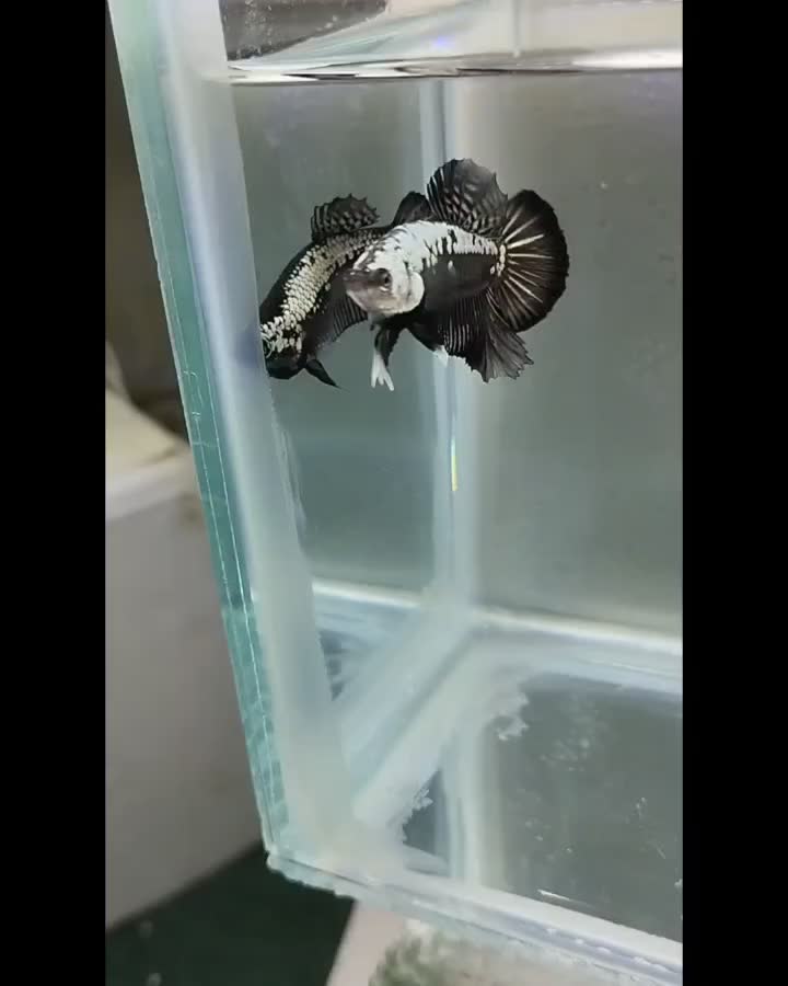 ماهی فایتر بلک مامبا.هل بوی.اف سی سی .هافمن|ماهی|زاهدان, |دیوار