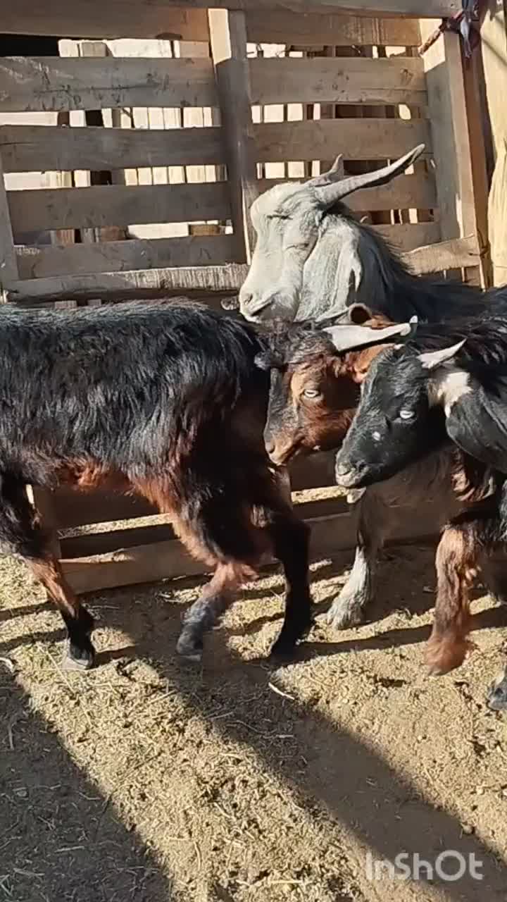 8عدد کهره نرو5عدد ماده|حیوانات مزرعه|جهرم, |دیوار