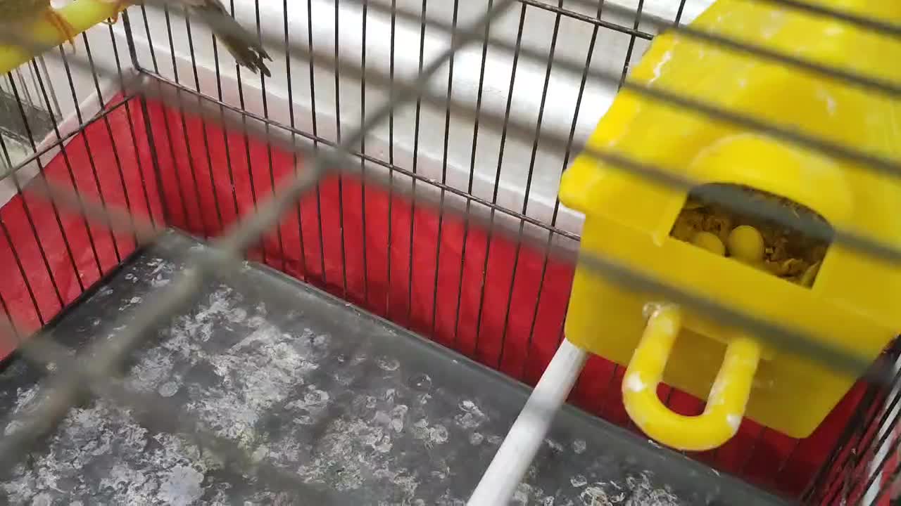 جفت ستاره ای و گلدین و یاسمین|پرنده|الوند, |دیوار