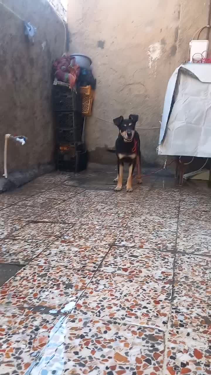 سگ امریکایی|سگ|خرمآباد, |دیوار