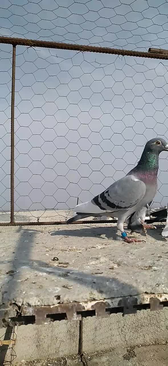 المانی و رنگی و فری|پرنده|گنبد کاووس, |دیوار