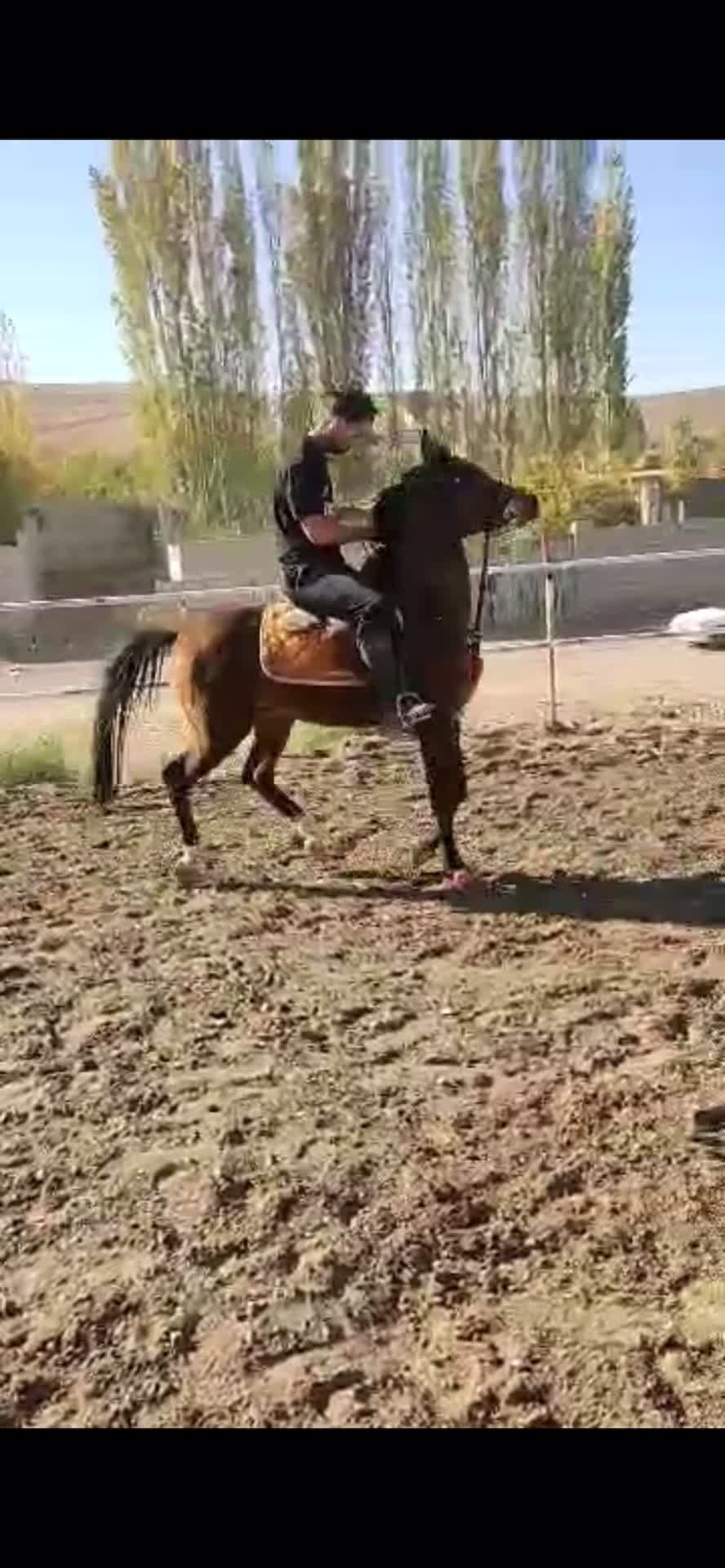 اسب عرب ۲ سر نریان|اسب و تجهیزات اسبسواری|تبریز, |دیوار