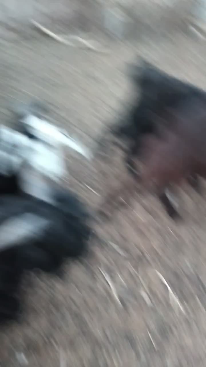 فروش فوری بز و گوسفند|حیوانات مزرعه|هیرمند, |دیوار