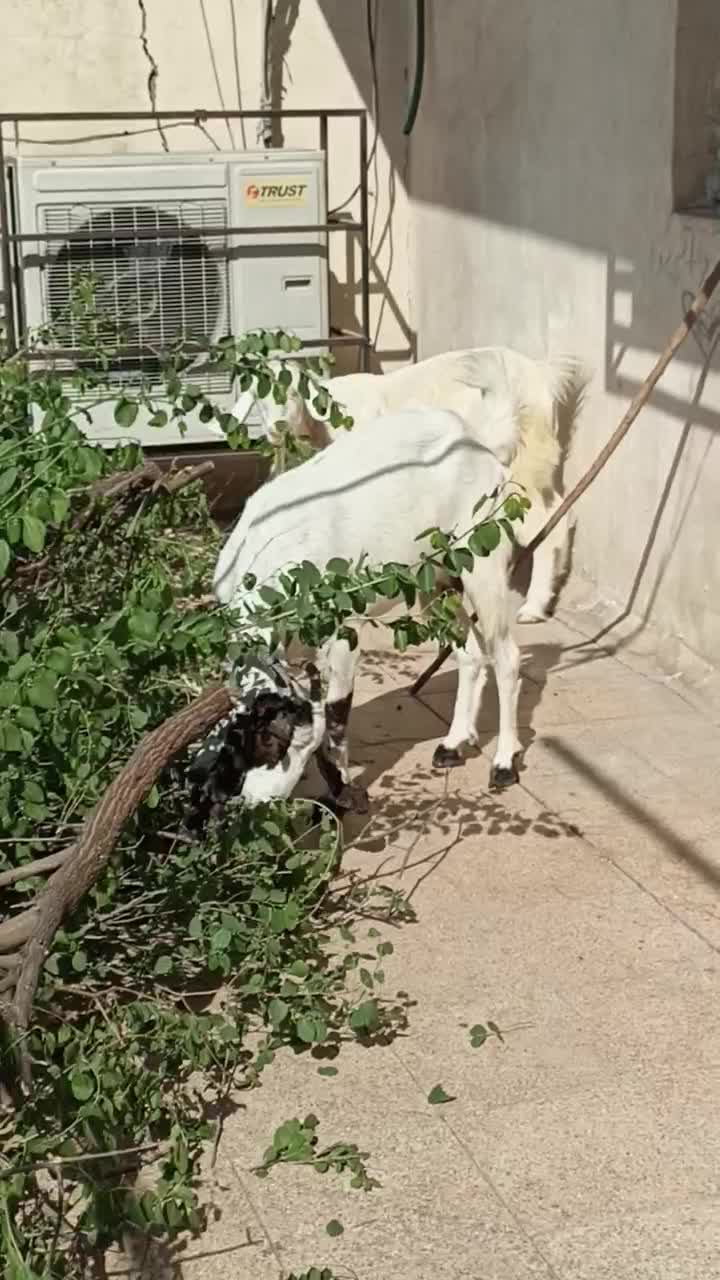 بز نجدی|حیوانات مزرعه|مسجد سلیمان, |دیوار