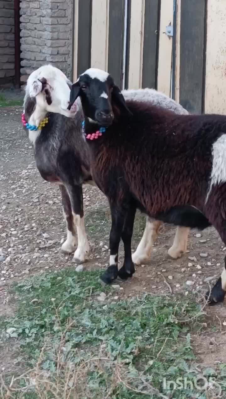 دوعدد شیشک پلنگی آبستن شکم اول.|حیوانات مزرعه|سیمین شهر, |دیوار