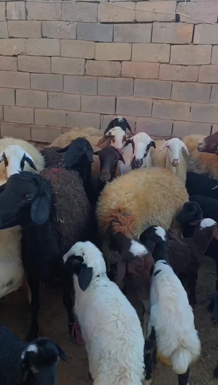 13 راس گوسفند بره دار همه جوان|حیوانات مزرعه|تبریز, |دیوار