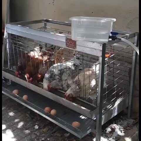قفس مرغ بومی خانگی تخمگذار بلدرچین خروس جوجه|لوازم جانبی حیوانات|اصفهان, شهرک کاوه|دیوار