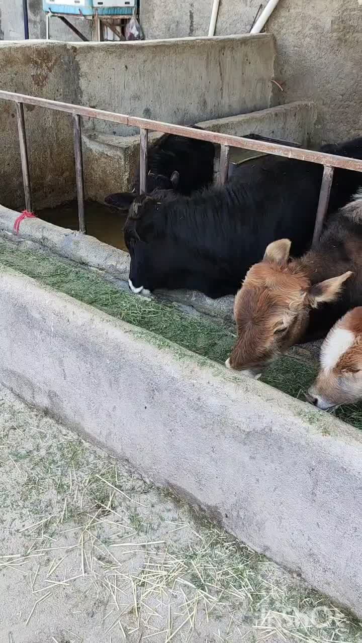 گوساله نر داشتی|حیوانات مزرعه|دینور, |دیوار