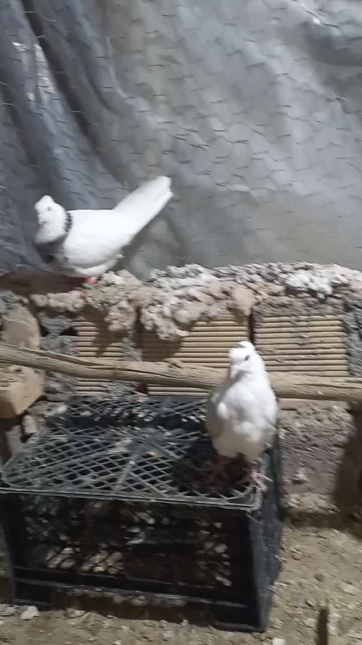 کبوتر نقش|پرنده|مبارکه, |دیوار