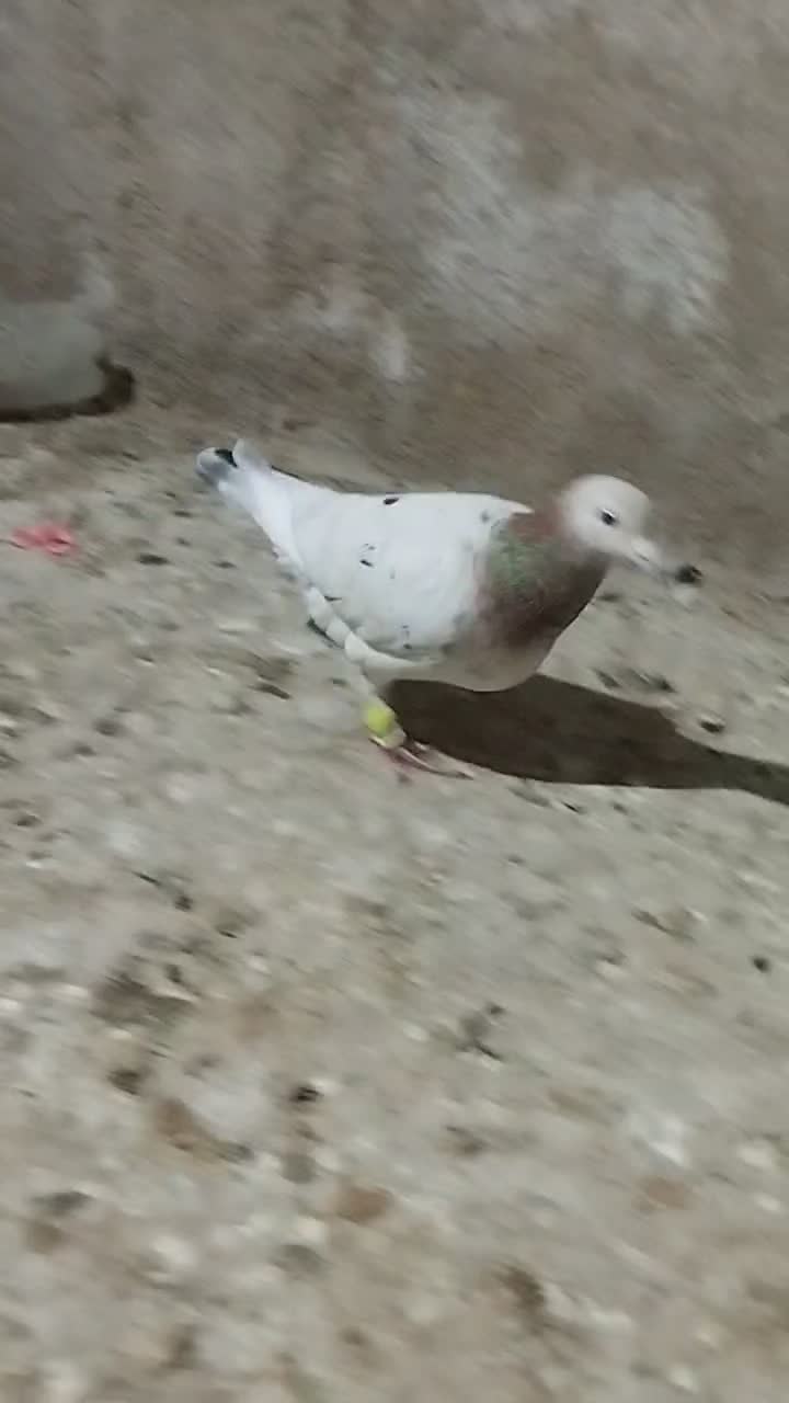 کبوتر|پرنده|برازجان, |دیوار