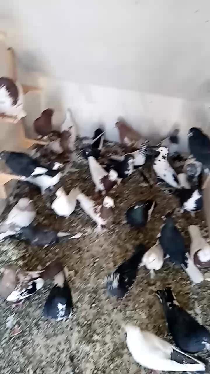 کفتر فروشی|پرنده|شیراز, حجت آباد|دیوار