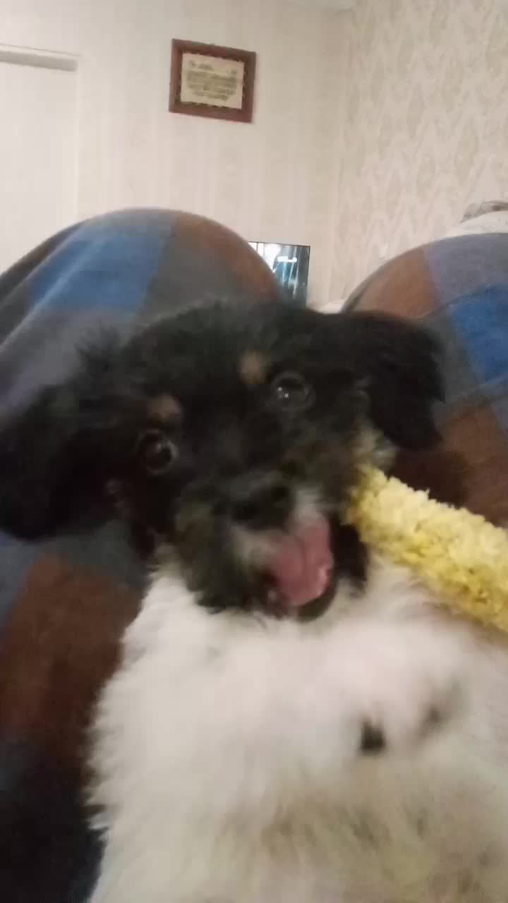 واکذارتسککوچکخانکیوخیلیبازکوش|سگ|اسلامشهر, شهرک مهدیه|دیوار