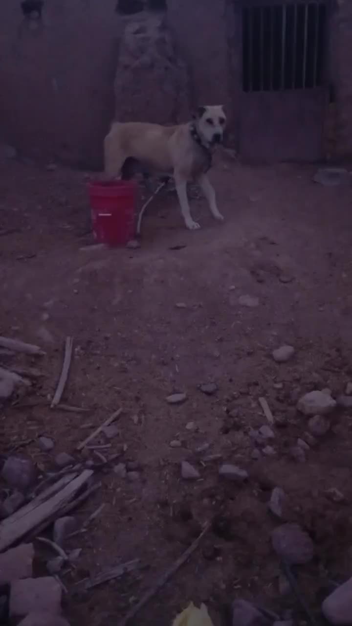 ماده سگ جنس دار|سگ|تربت جام, میان جام|دیوار