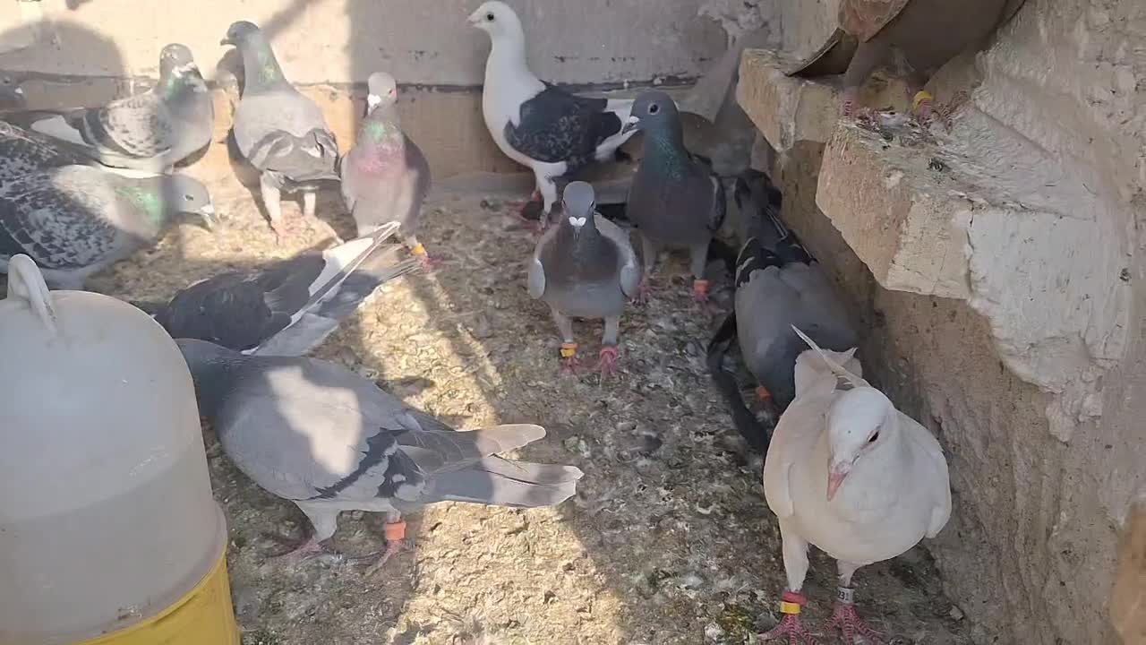 پلاکی|پرنده|اهواز, کوی ایثار|دیوار