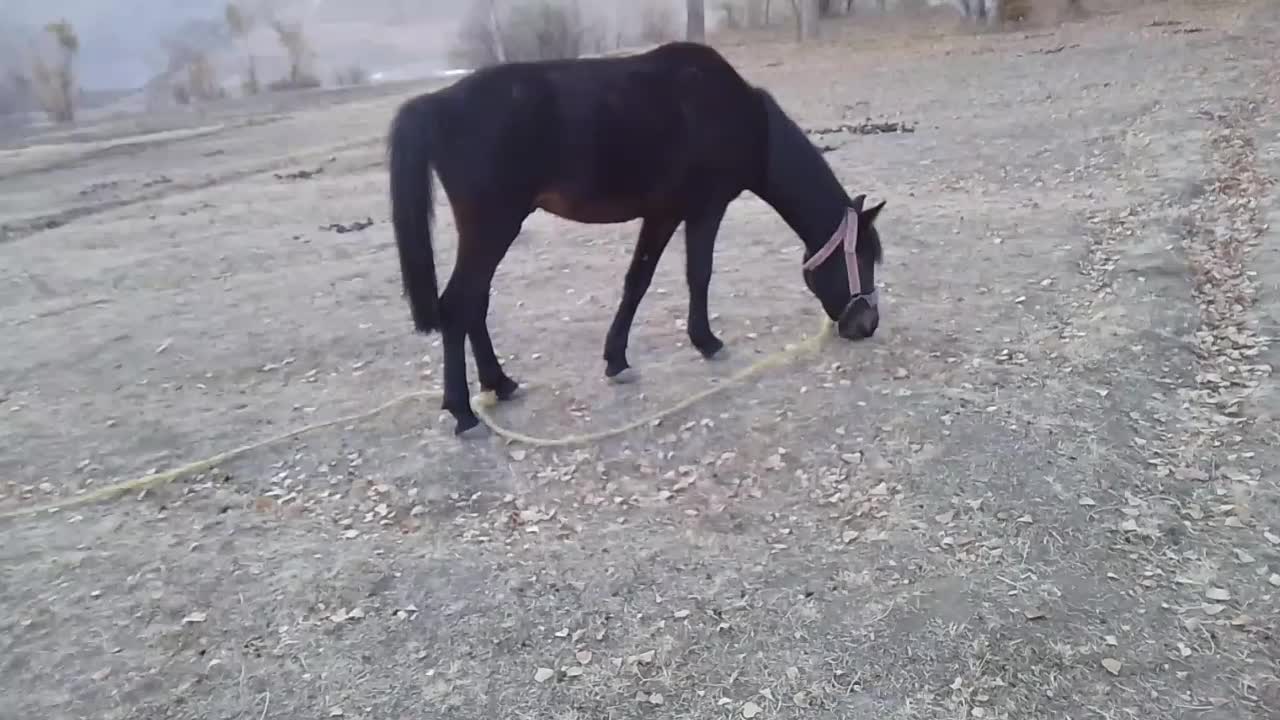 اسب|اسب و تجهیزات اسبسواری|انگوران, |دیوار