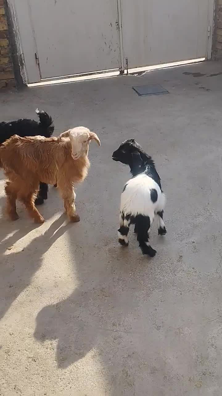 بزغاله نر خرج خوره|حیوانات مزرعه|کرج, حصارک پایین|دیوار