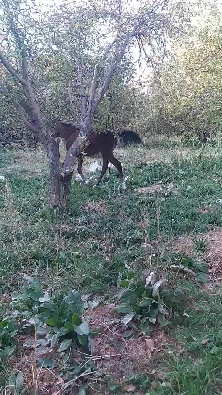 کره اسب|اسب و تجهیزات اسب‌سواری|بروجرد, |دیوار