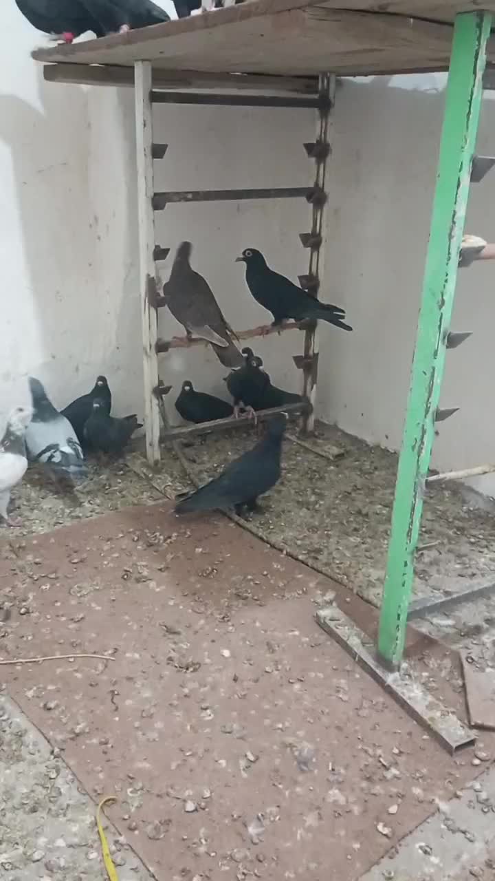 کبوتر جنگل آلمانی و کرمانی|پرنده|فرح دشت, |دیوار