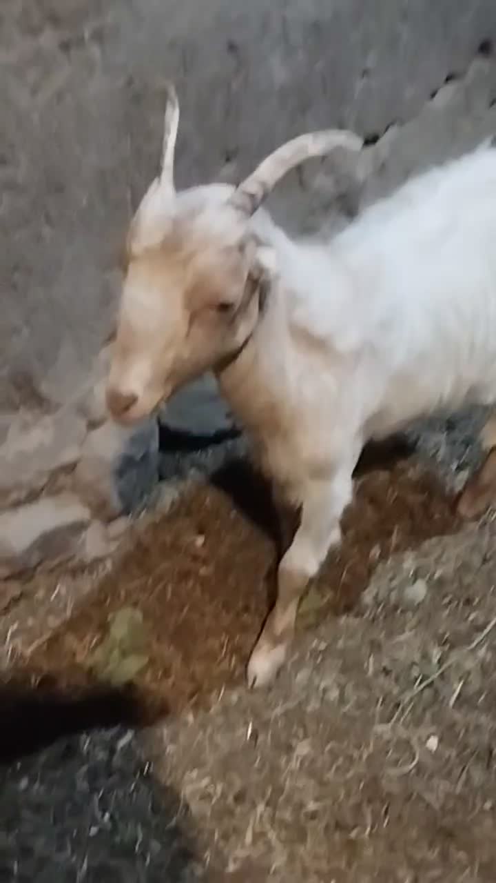 بزغاله ماده تکه خورده|حیوانات مزرعه|قم, باجک یک|دیوار