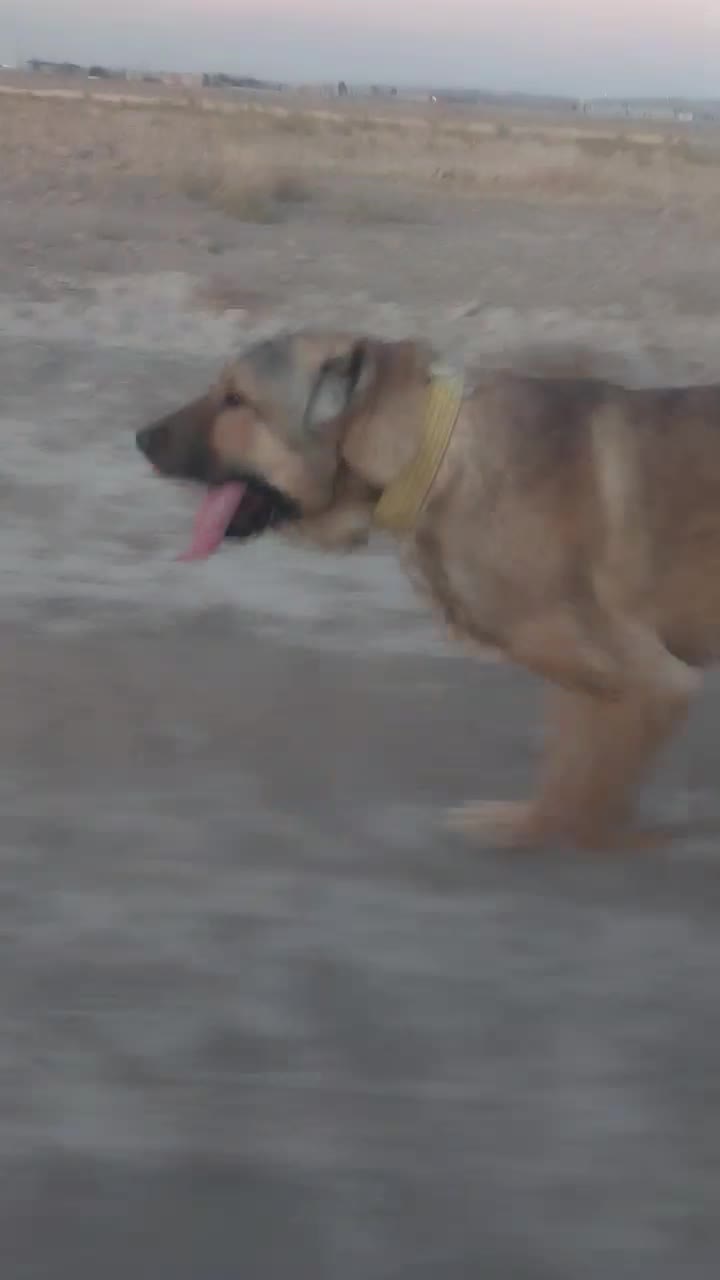 سگ سرابی|سگ|گلستان (تهران), |دیوار