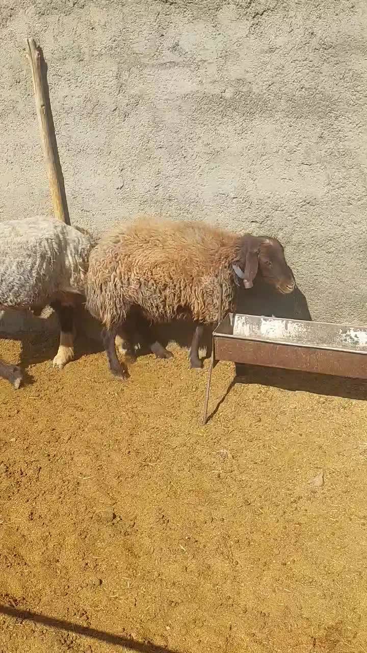 پنج راس میش درجه یک جوان|حیوانات مزرعه|بهمن صغاد, |دیوار