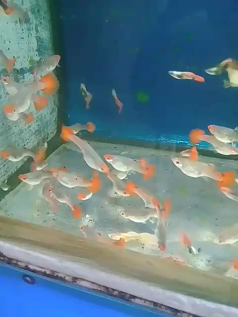 آکواریوم مولوی|ماهی|اصفهان, شاهد|دیوار