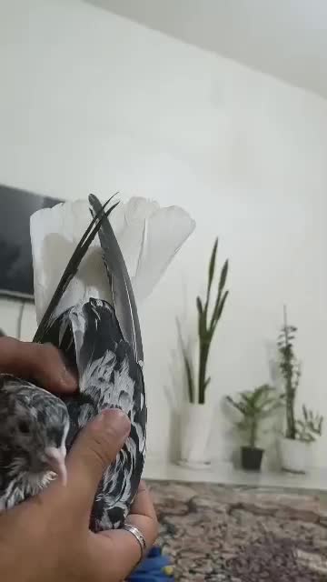 کوهی دم سفید|پرنده|اهواز, کوی رمضان|دیوار