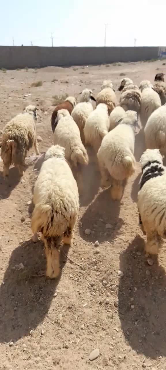 ۱۹ عدد بره چاق|حیوانات مزرعه|شوشتر, |دیوار
