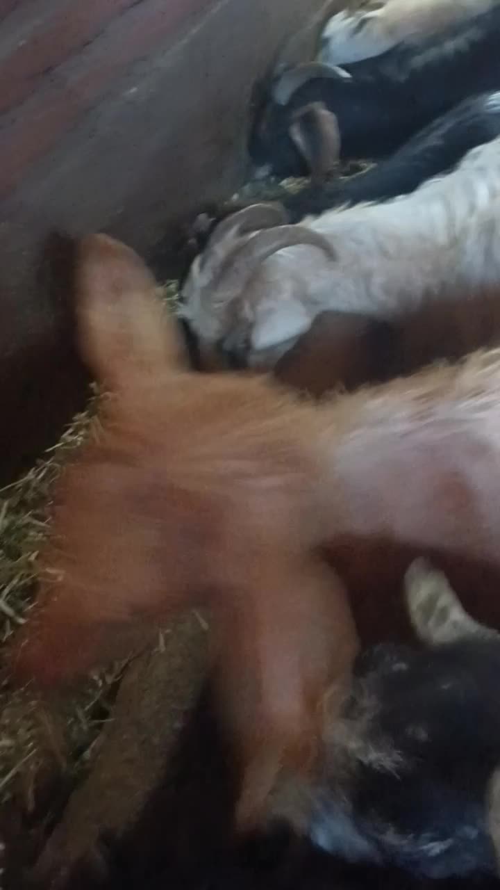 ۲۲راس بز بوغاز|حیوانات مزرعه|اردبیل, |دیوار