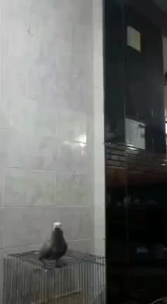 کاسکو  دوساله دم قرمز اصلی ( کنگو اصلی )|پرنده|اهواز, بهارستان|دیوار