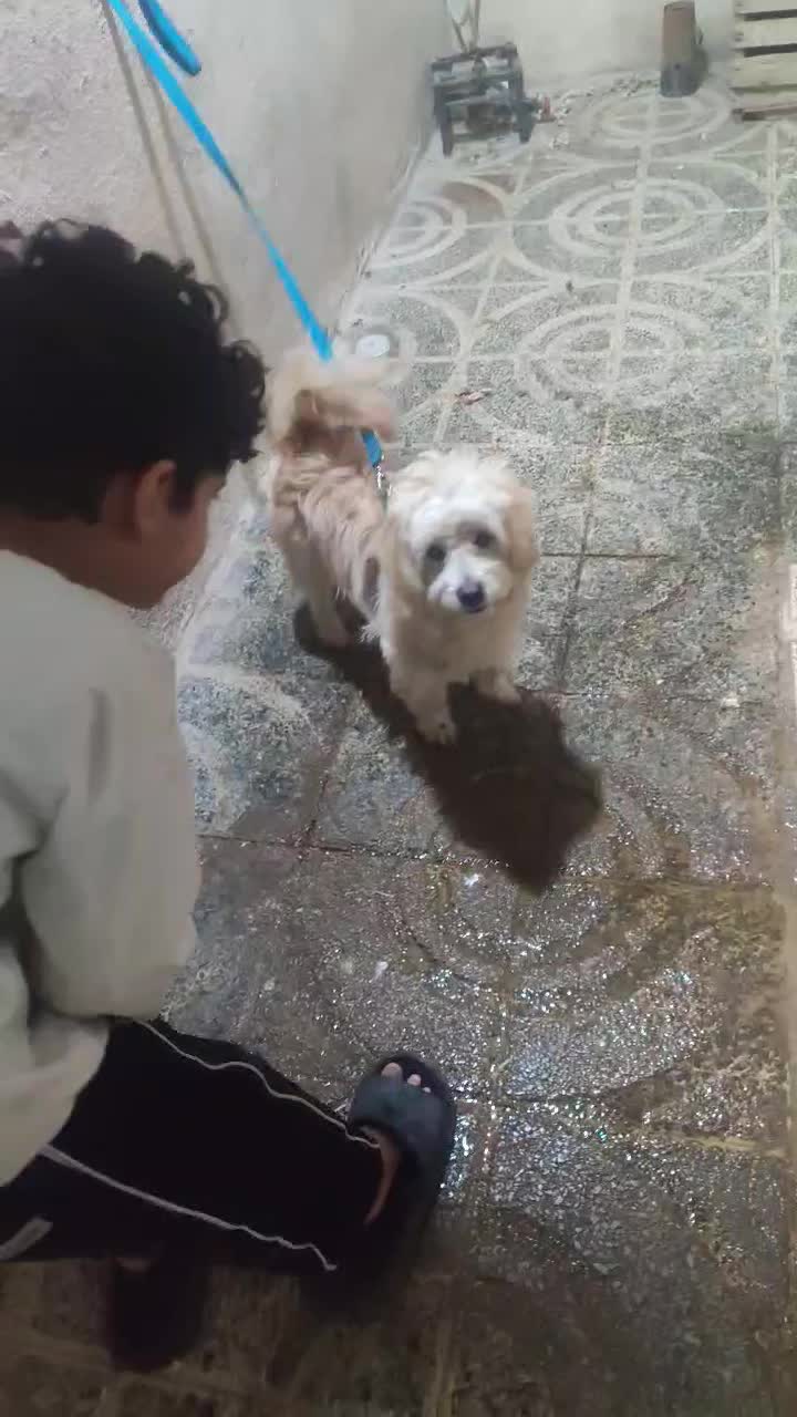 سگ خونگی|سگ|بروجرد, |دیوار